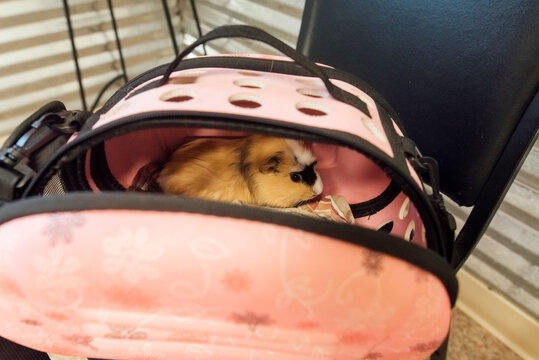 Calico female guinea pig in carrier. 
