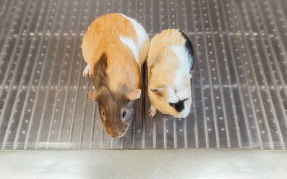 Above-view of animals sitting on metal tabletop. 