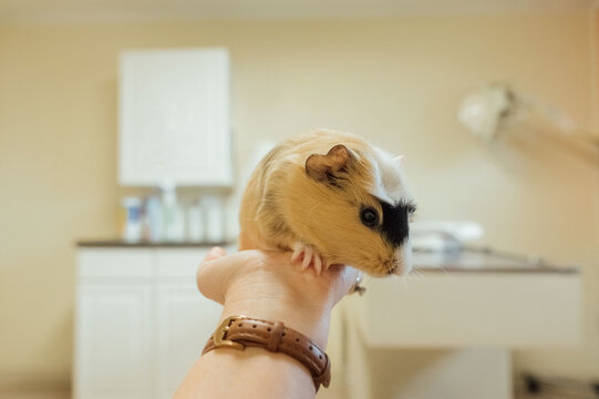 Person holding out a guinea pig. 