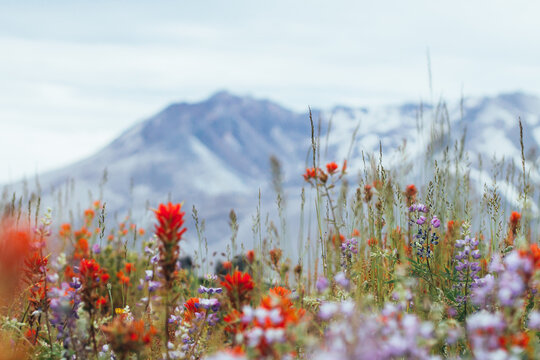Red Wildflowers in Washington