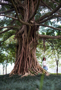 Asian girl standing on the roots of old banyan tree

