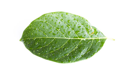Fototapeta na wymiar Green leaf isolate on white background