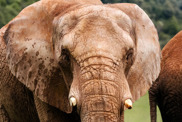 African elephant