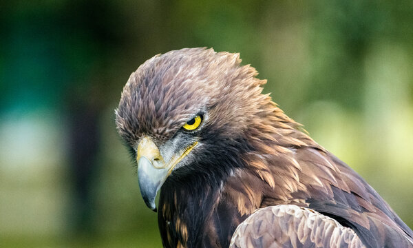 Golden eagle