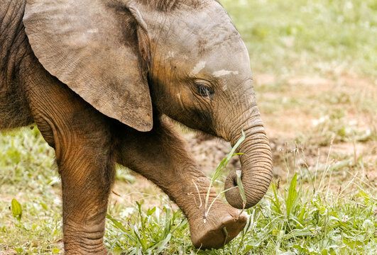 Baby elephant