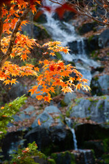 色づいたモミジと滝
