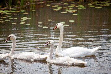 Swans swimming through a watery marsh in Ontario.