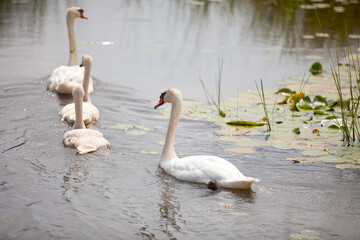 Swans swimming through a watery marsh in Ontario.
