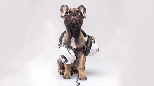 Cute bulldog with headphones