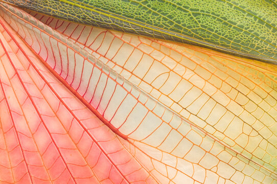 Grasshopper wing, close up