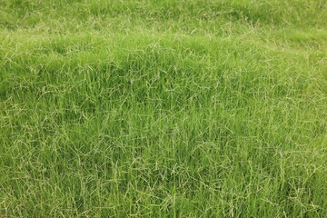 green wheat field, green background