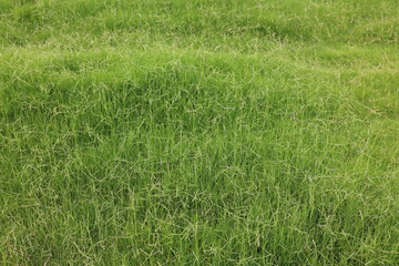 green grass background