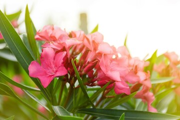 Fototapeta premium pink nerium oleander flower in nature garden