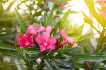 pink nerium oleander flower in nature garden