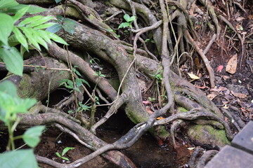 raízes na mata de galeria no Cerrado brasileiro