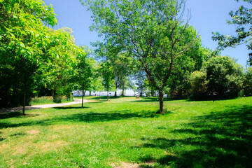 Fototapeta na wymiar Trees rustling by summer wind under the blue sky in public park nearby river, Toronto, Canada
