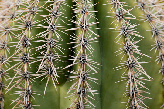 Cactus