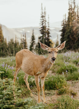 Deer on Mt Rainer