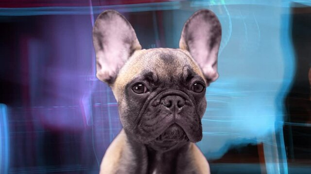 A cute french bulldog puppy