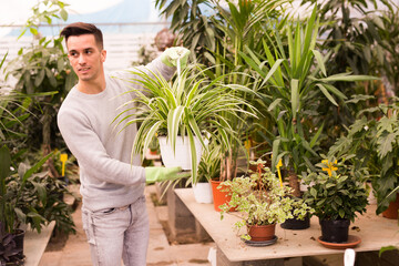 Naklejka na ściany i meble Young man engaged in growing of houseplants in greenhouse checking variegated Chlorophytum comosum in hanging pot