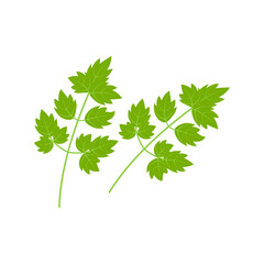 Parsley icon on white background