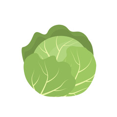 Cabbage icon isolated on white background