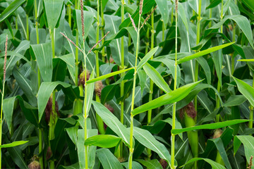 Corn/maize field with vibrant colors.