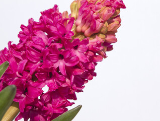 pink hyacinth flower isolated white background. The first spring flower is blue hyacinth.
