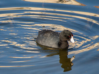 Close up shot of Eurasian coot