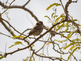 Close up shot of a beautiful sparrow