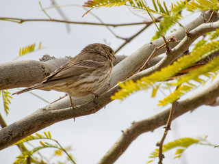 Close up shot of a beautiful sparrow