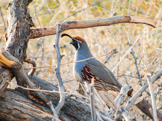 Close up shot of cute Quail bird