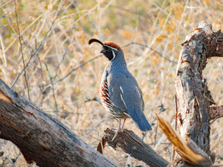 Close up shot of cute Quail bird
