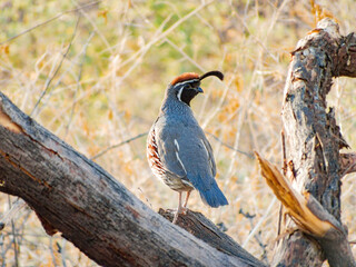 Close up shot of cute Quail bird