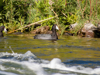 Close up shot of Eurasian coot