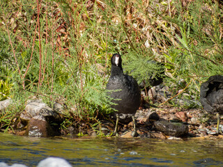Close up shot of Eurasian coot