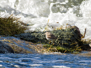 Close up shot of a cute Spotted sandpiper