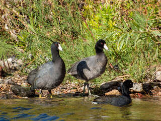 Close up shot of Eurasian coot