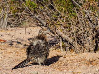 Close up shot of cute Roadrunner on the ground