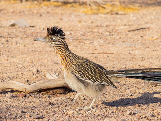 Close up shot of cute Roadrunner on the ground
