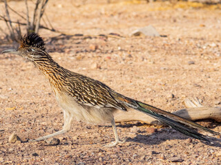 Close up shot of cute Roadrunner on the ground