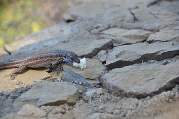 LAGARTO