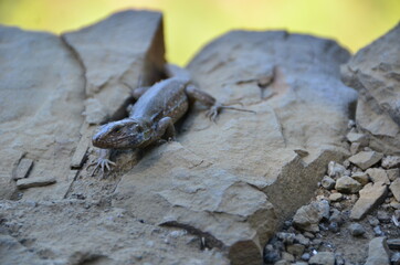 LAGARTO