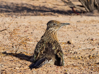 Close up shot of cute Roadrunner on the ground