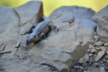 LAGARTO