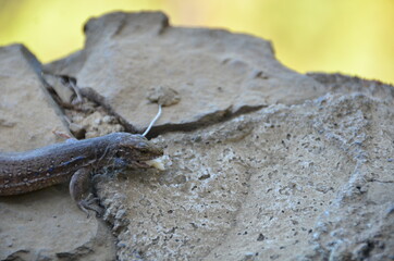 LAGARTO