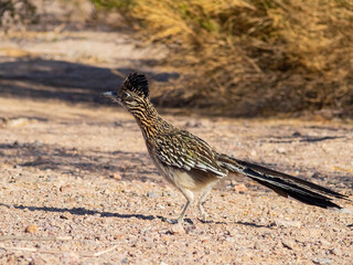 Close up shot of cute Roadrunner on the ground