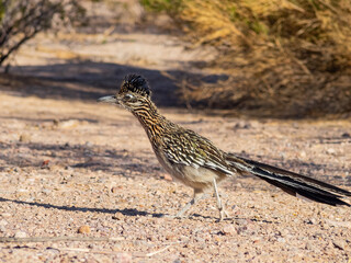 Close up shot of cute Roadrunner on the ground