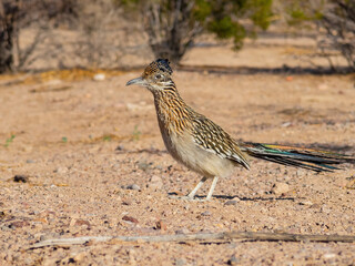 Close up shot of cute Roadrunner on the ground