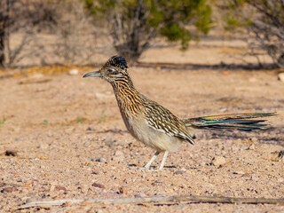Close up shot of cute Roadrunner on the ground